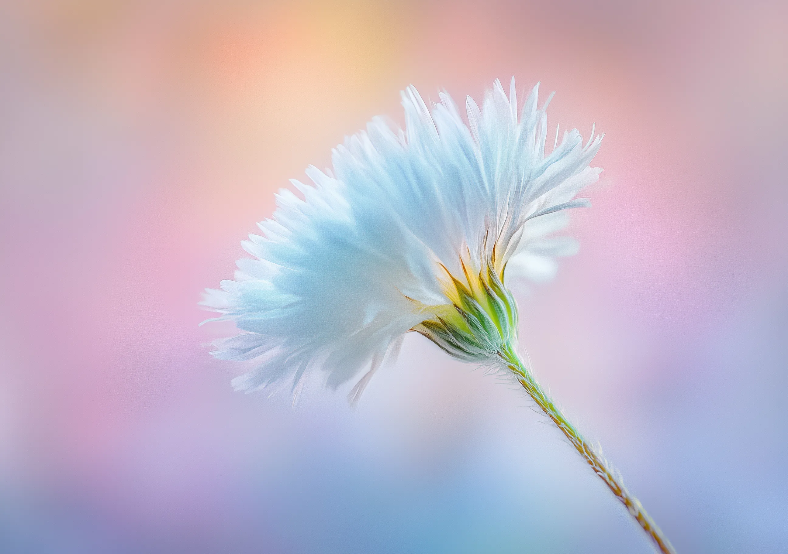 Flor Lilas Campo